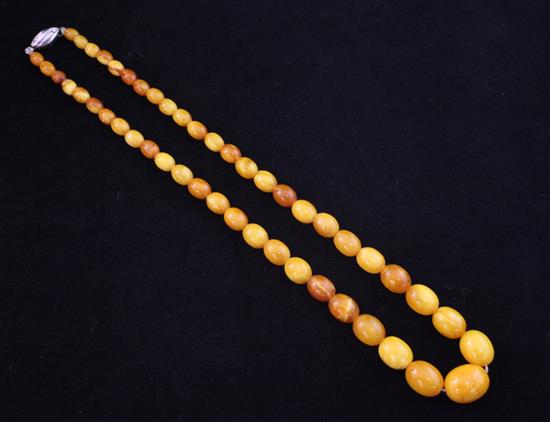 A single strand graduated amber bead necklace, 8.25in.